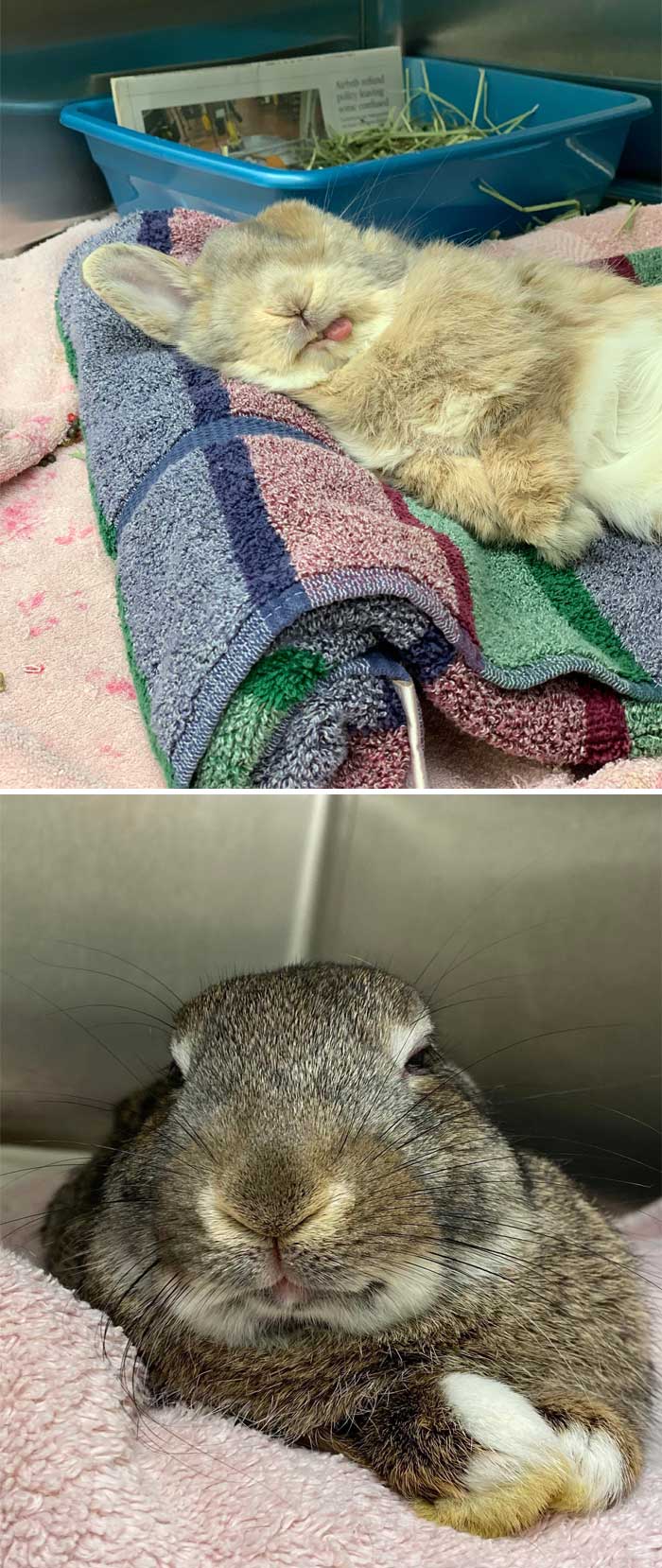 Had A Chance To Volunteer Yesterday And Help Some Rescue Buns