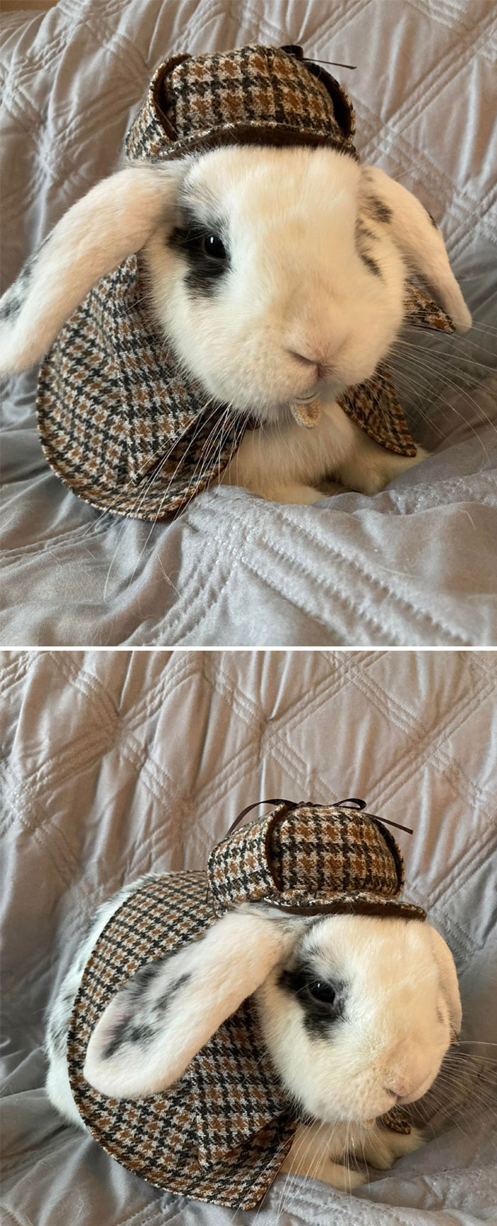 Bunlock Holmes Is On The Case Of The Missing Banana