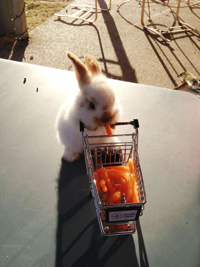 Cute bunny pushing a mini shopping cart filled with carrots.