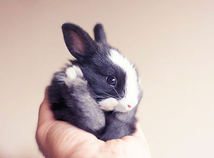 Cute Rabbit