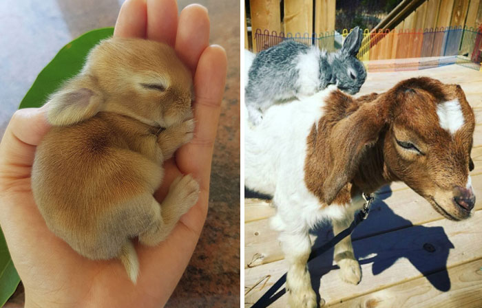 40 Conejos tan adorables que son incomparables