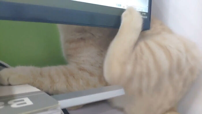 Can't Make The Itch Go Away