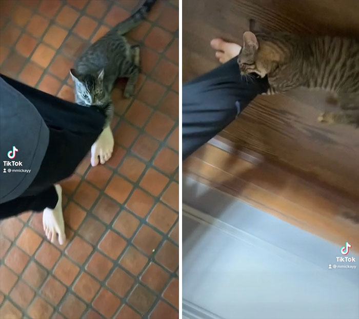 Was Gone For Less Than 48 Hours And Left Him 4 Bowls Of Food, 4 Bowls Of Water And A Clean Litter Box