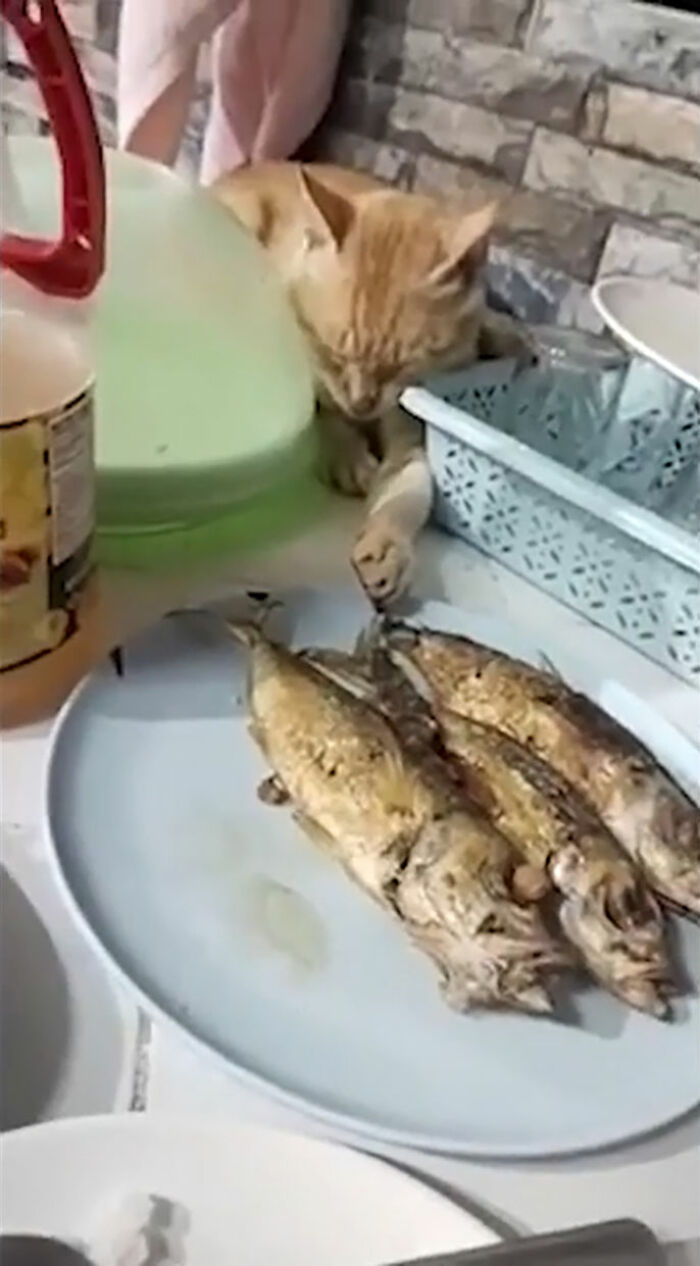 I'm Not Trying To Steal, I'm Asleep, See?