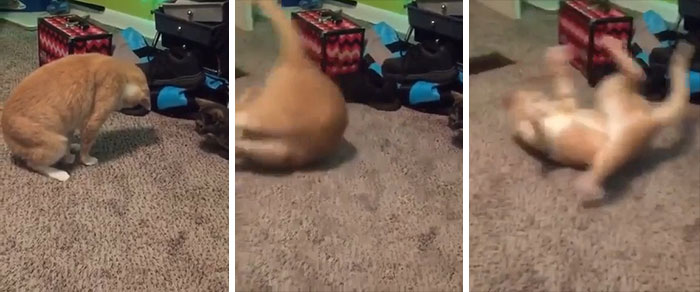 Not Only Does He Sit On His Tail, He Then Puts Both Front Paws On It. This Can Only End Badly