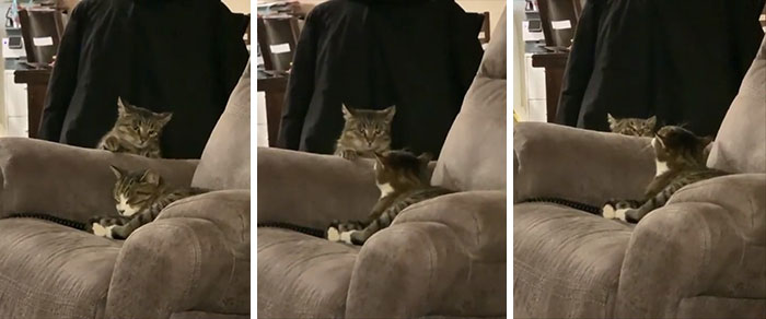 Missed The Chance To Bap His Head