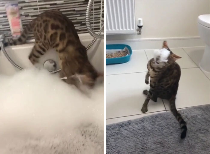  Gato vs. Baño de burbujas
