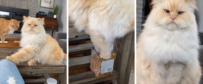 Dejándole una pista a mi humano