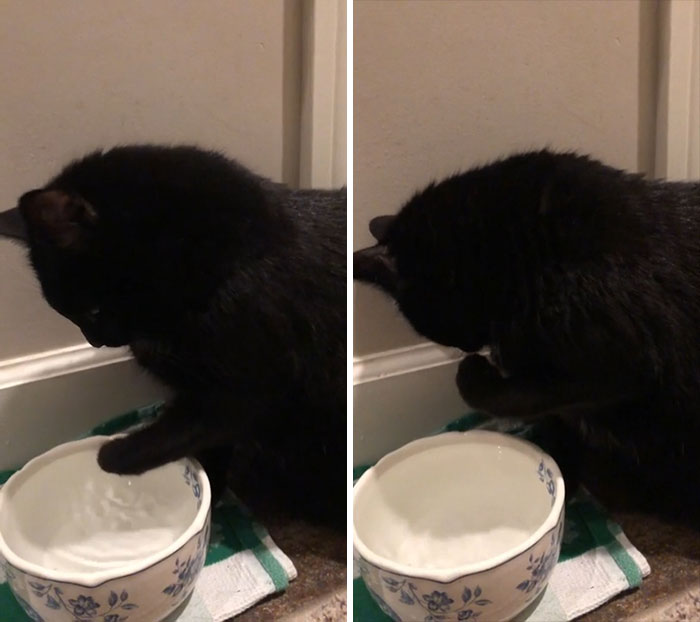 This Is Sam. He’s 12 And Has Always Drank From His Paws. Why?