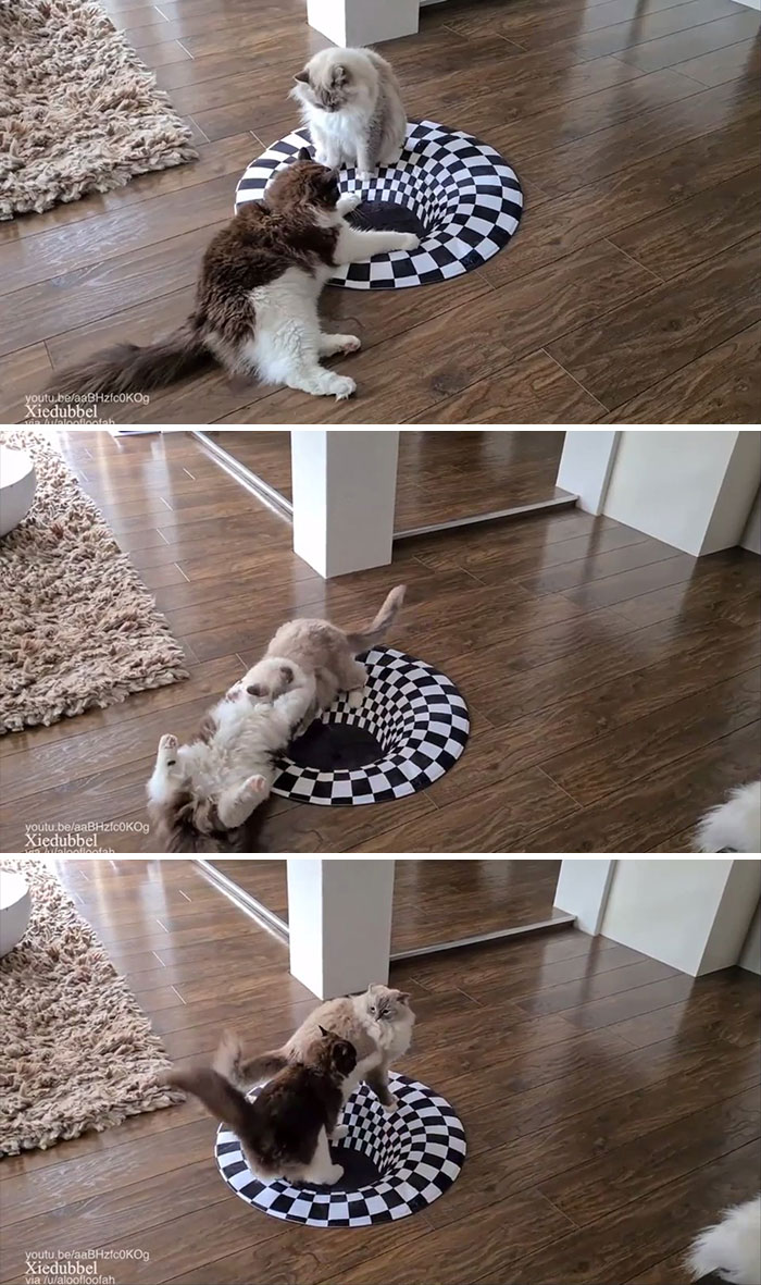 Battle For The Entrance To The Cat Dimension