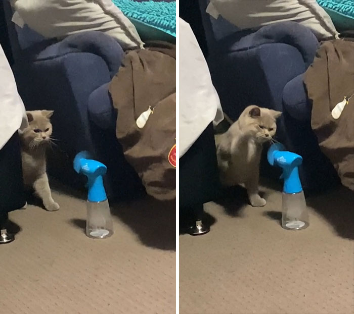 My British Shorthair + Fan Thing That I Got From Sea World