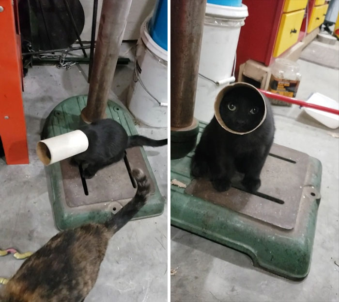 I Have Shop Kittens. One Is Extra Special. He Did This Himself And I Rescued Him Right After The Video