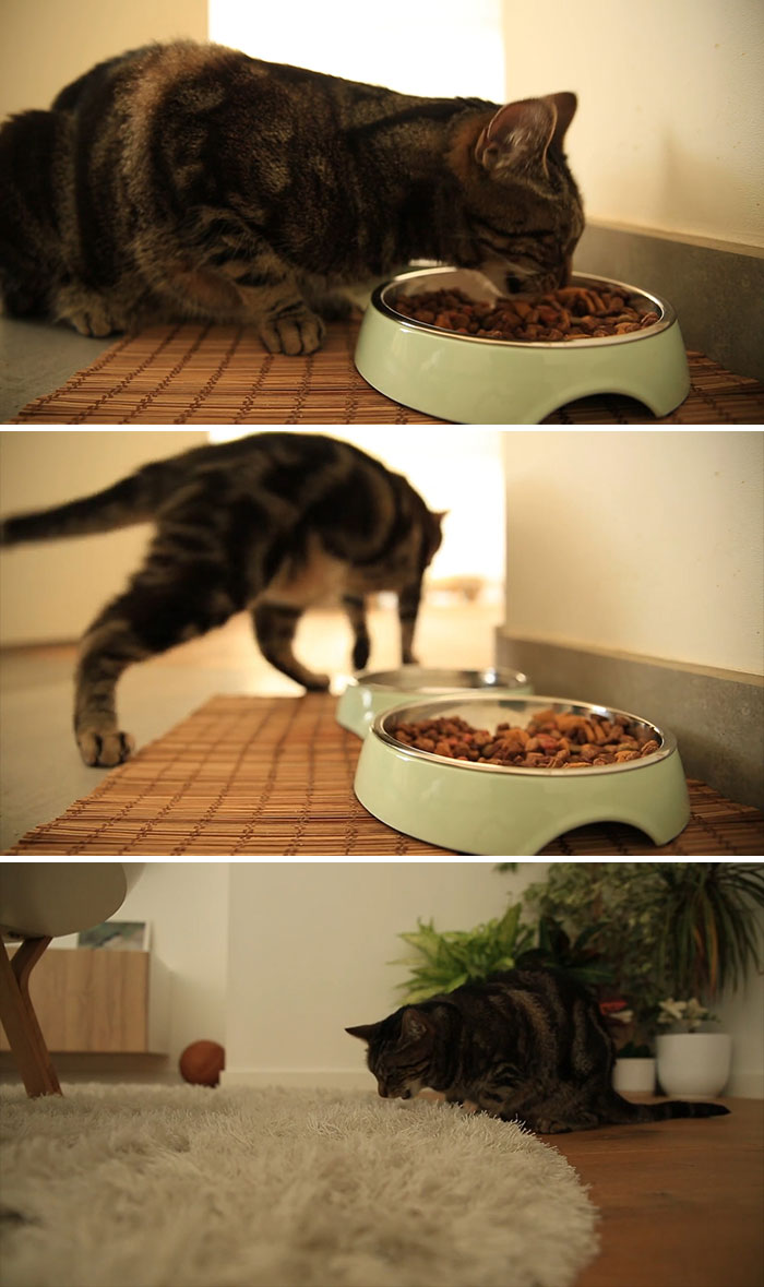 My Cat Prefers Eating His Food Off The Carpet