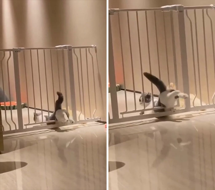 Cats May Be Liquid, But Sometimes