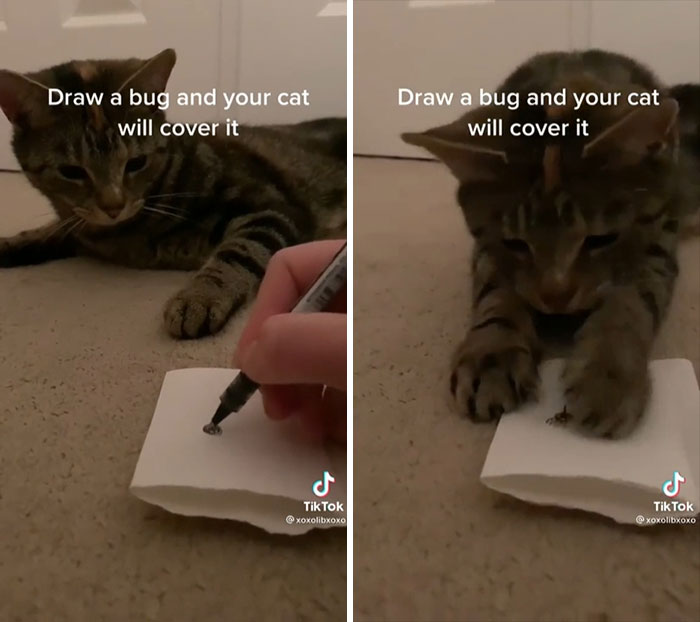 Bug-Free Household With This Lad!