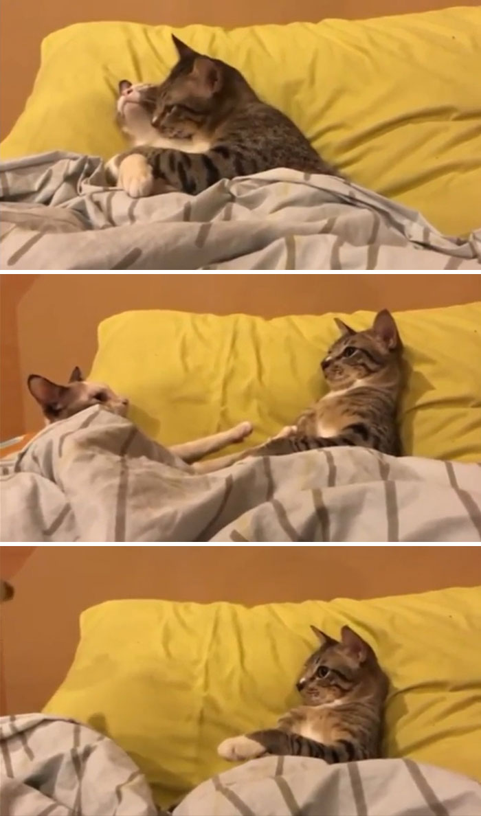 Wife And Husband, Cats Role Playing