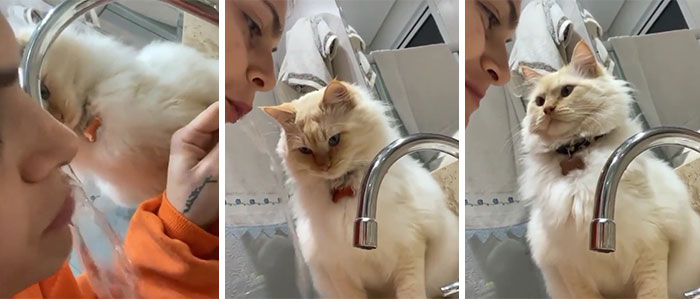 I Think My Human Is Broken