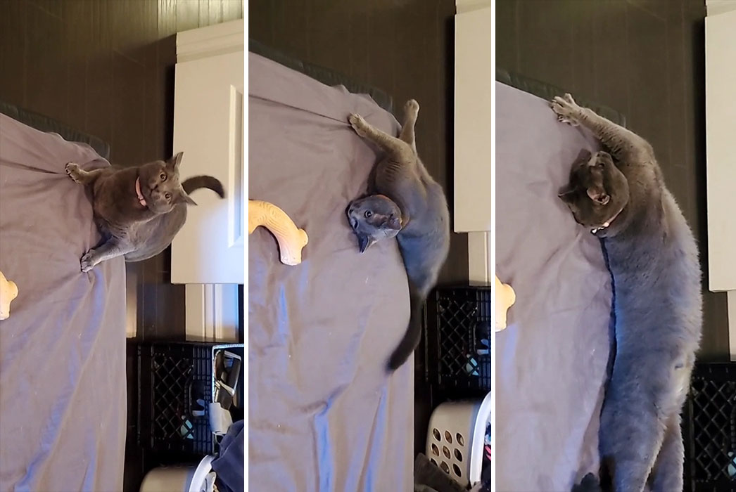 This Is Peanut. She Is An Elegant Princess