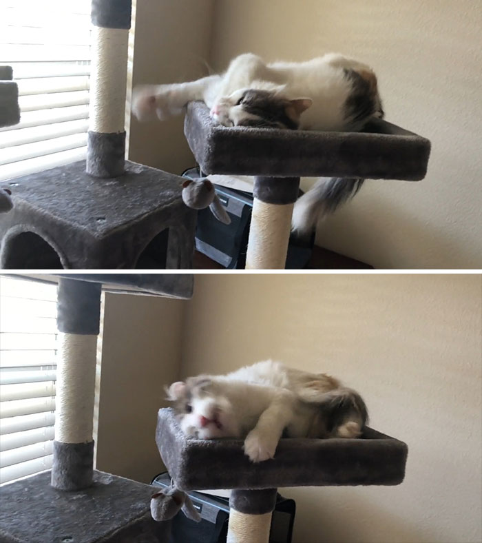 Gave Her Catnip For The First Time