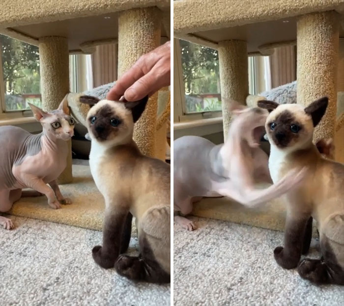 ¿Lo acaricias a él y a mí no? Celos instantáneos