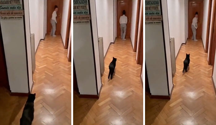 Cat Plays Squid Game