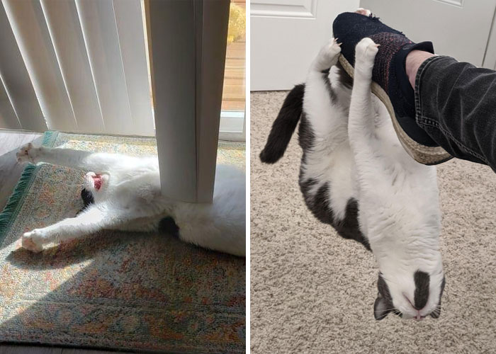 50 Of The Derpiest Cats Caught On Camera (New Pics)