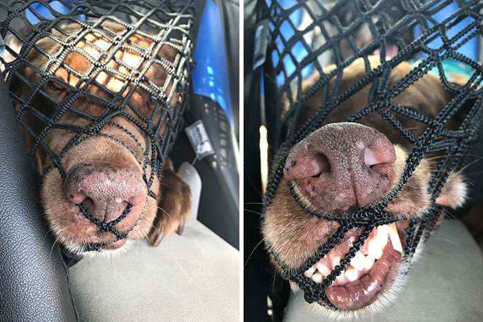 I Tried Putting Up A Net So My Dog Couldn’t Get To The Front Seat. The Results Were… Well