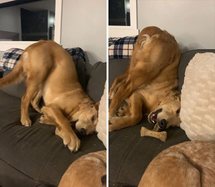 My 7 Month Old Retriever Being His Usual Self