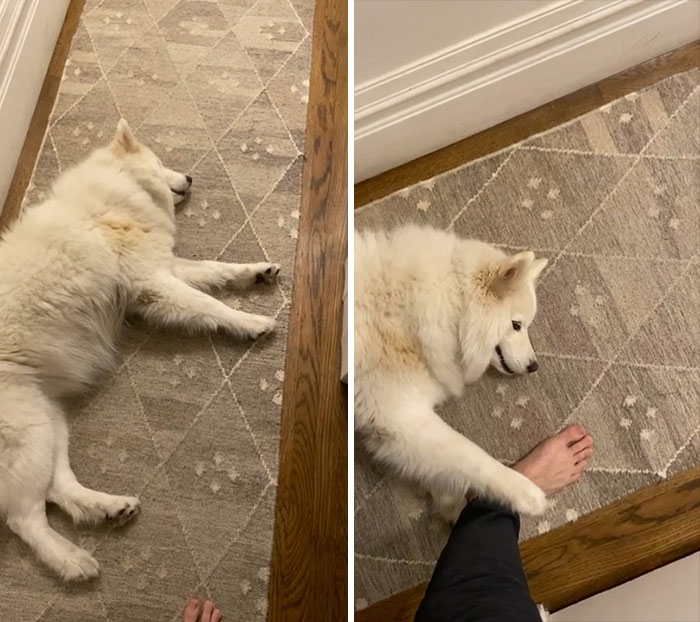 My Fluffball Blocks The Entire Hallway And Tries To Trip People That Walk By