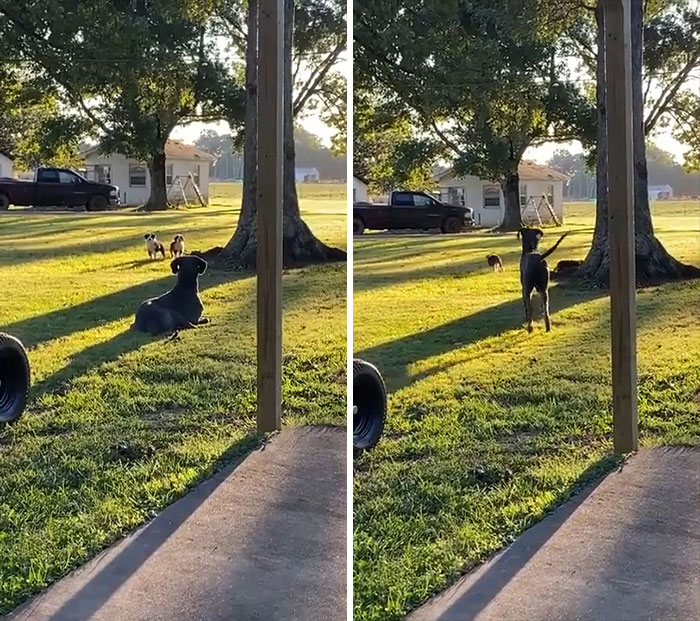 Neighbor's New Puppies Were Not Prepare For How Big Their New Friend Is!
