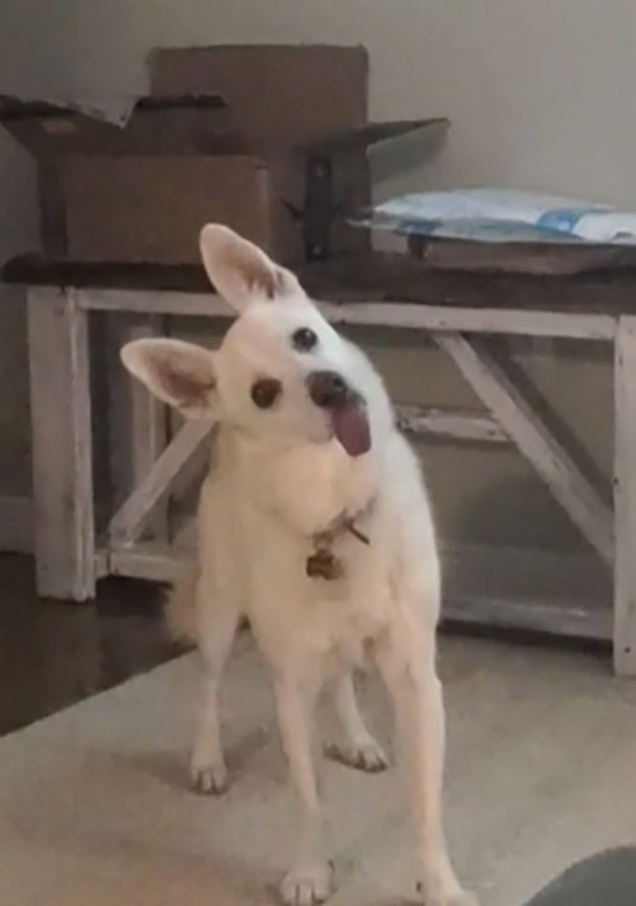 I.... I Don't Know What To Do About The Tongue