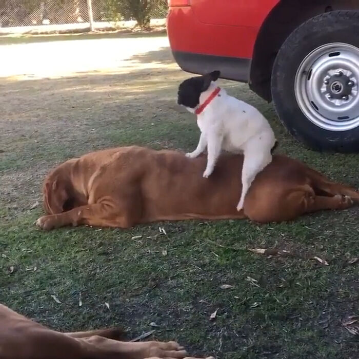 No Mountain Is Too High