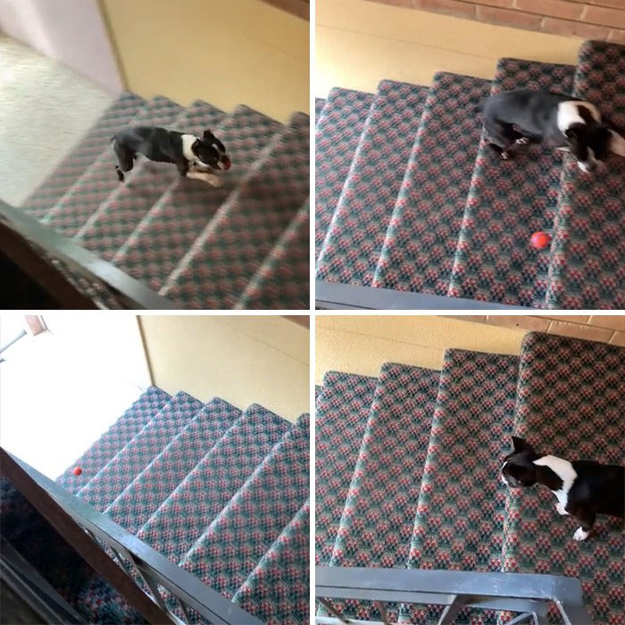 My Boy, Bernie, Has A Tendency To Drop The Ball Just Before He Reaches You Which Doesn’t Work Great On Stairs