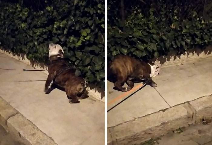 Everytime We Go For A Walk, He Likes To Scratch His Back On Leafs