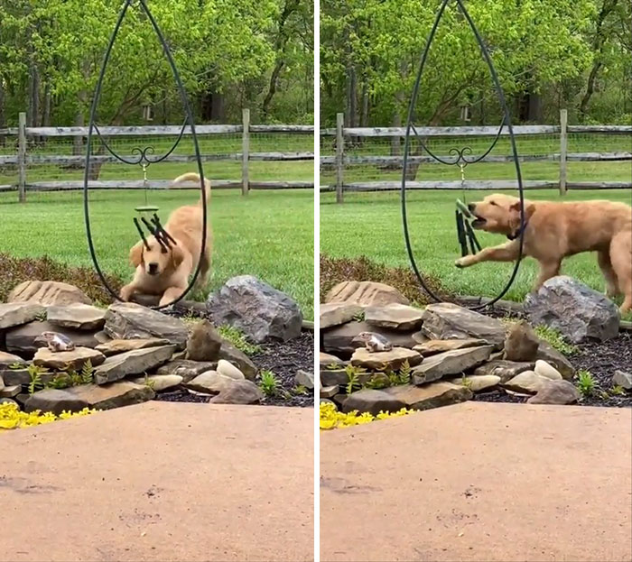 Dog vs. Wind Chimes