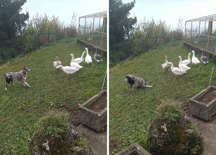 My Aunt's Dog Has Lacks Of Braveness