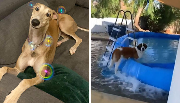 50 De los perros más tontorrones captados por las cámaras (nuevas fotos)