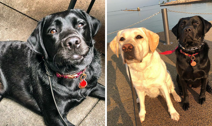 Labrador Named Lily Always Gets Her Deaf Sister When It’s Time For A Walk