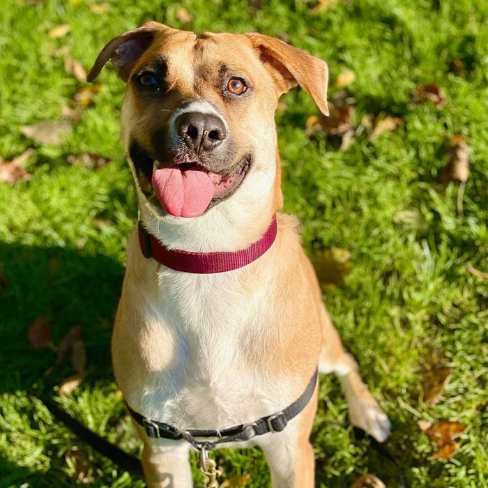 This Adorable Dog With A Crooked Smile Is Looking For A Loving Home