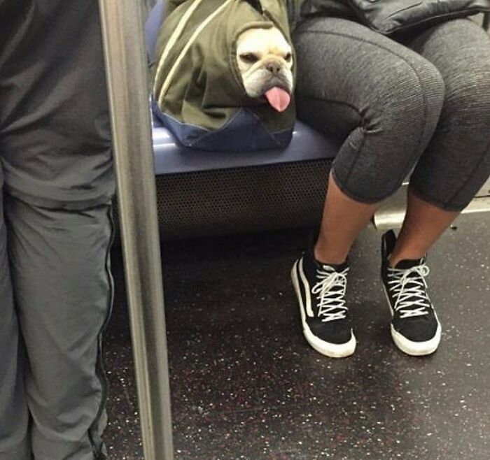 Bulldog sticking head out of bag while being carried, sitting next to person in gray leggings on subway seat.