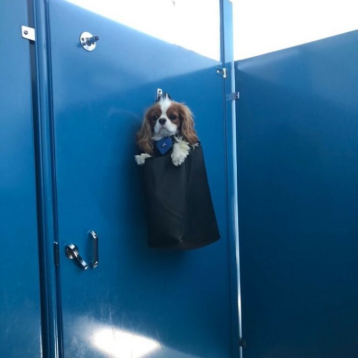 Small dog carried in a black bag hanging on a blue door, showcasing adorable moments of dogs in bags.