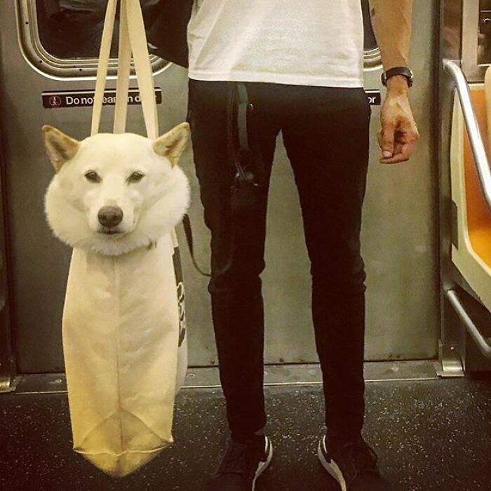 White dog calmly being carried in a tote bag by a person on subway, showcasing adorable dogs in bags trend.