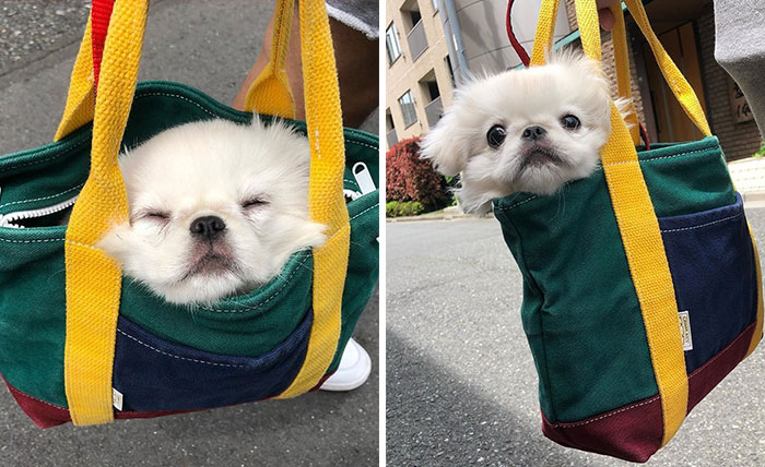 Small white dog resting and peeking out of a colorful bag held by a person outdoors, showcasing adorable dog in bag moment.