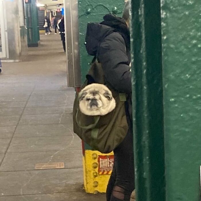 Person carrying a small dog in a green bag on a city sidewalk, capturing an adorable moment of dogs in bags.