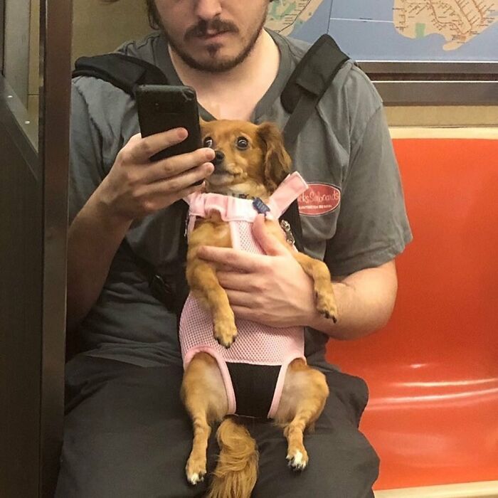 Man holding small dog in pink harness on subway seat, illustrating adorable dogs in bags moments.