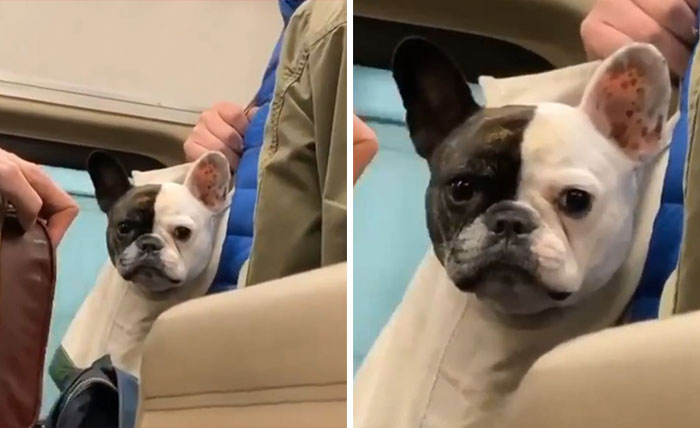 French bulldog peeking out from a bag while being carried, showcasing adorable moments of dogs in bags.