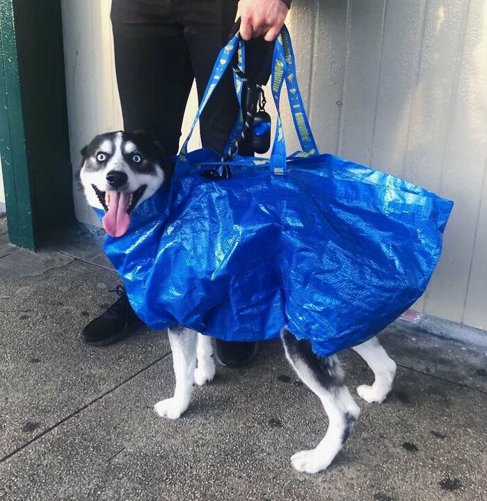 Husky dog carried in a large blue bag by a person, showcasing an adorable moment of folks carrying dogs in bags.