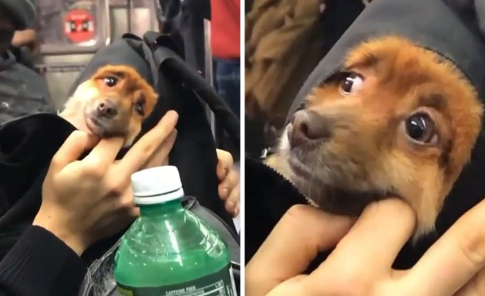 Small dog being carried in a bag, showing adorable expressions while held gently by a person's hands.
