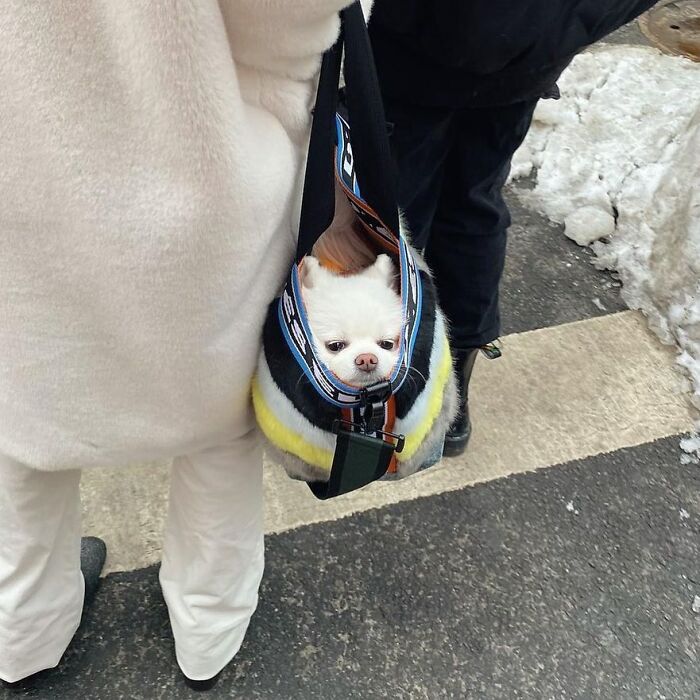 Small white dog being carried in a colorful bag by a person walking outside on a snowy day, adorable dog in bag moment.