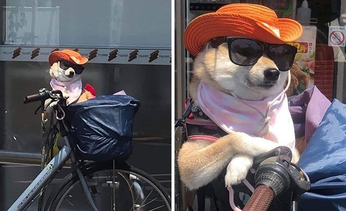 Dog wearing sunglasses and an orange hat sitting comfortably in a bag on a bicycle, showcasing adorable dog carrying in bags.